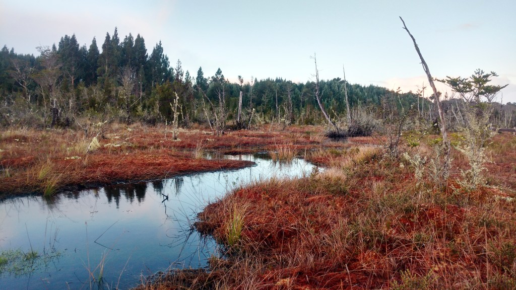 Cápsula Educativa –&nbsp;Descomposición