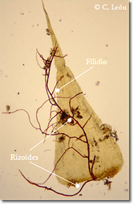 rizoides