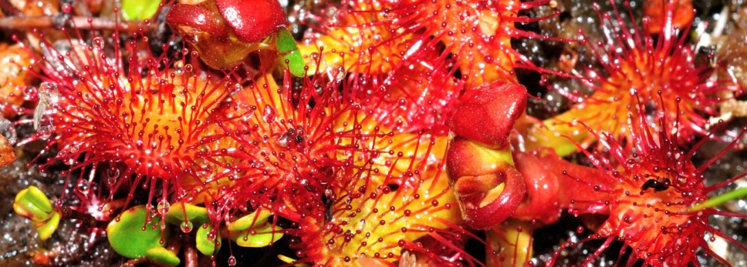 AN21 Rocio de sol 01