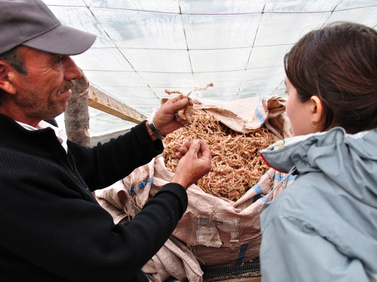 Buenas noticias para el musgo y las turberas – Planes de&nbsp;manejo