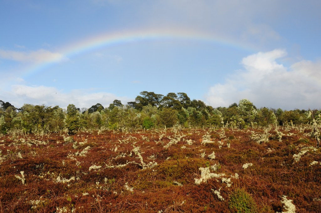 Guía Metodológica para Regeneración del Musgo&nbsp;Sphagnum