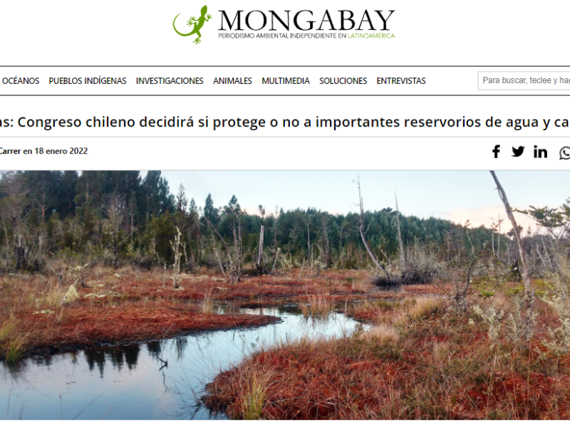 Turberas en Mongabay